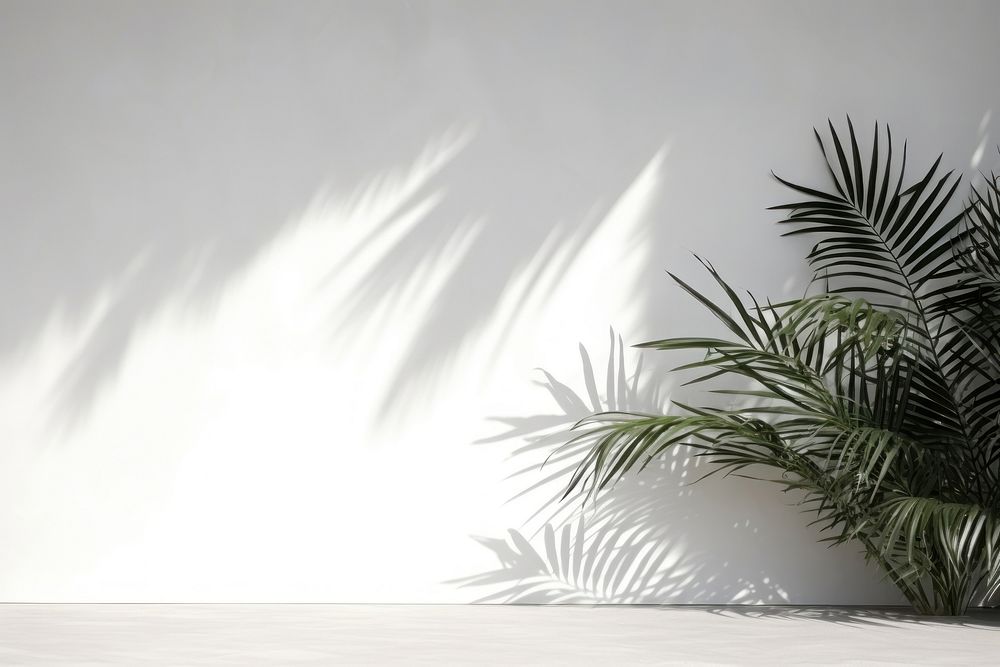 A white wall with green palm leaves and shadows tree vegetation arecaceae.