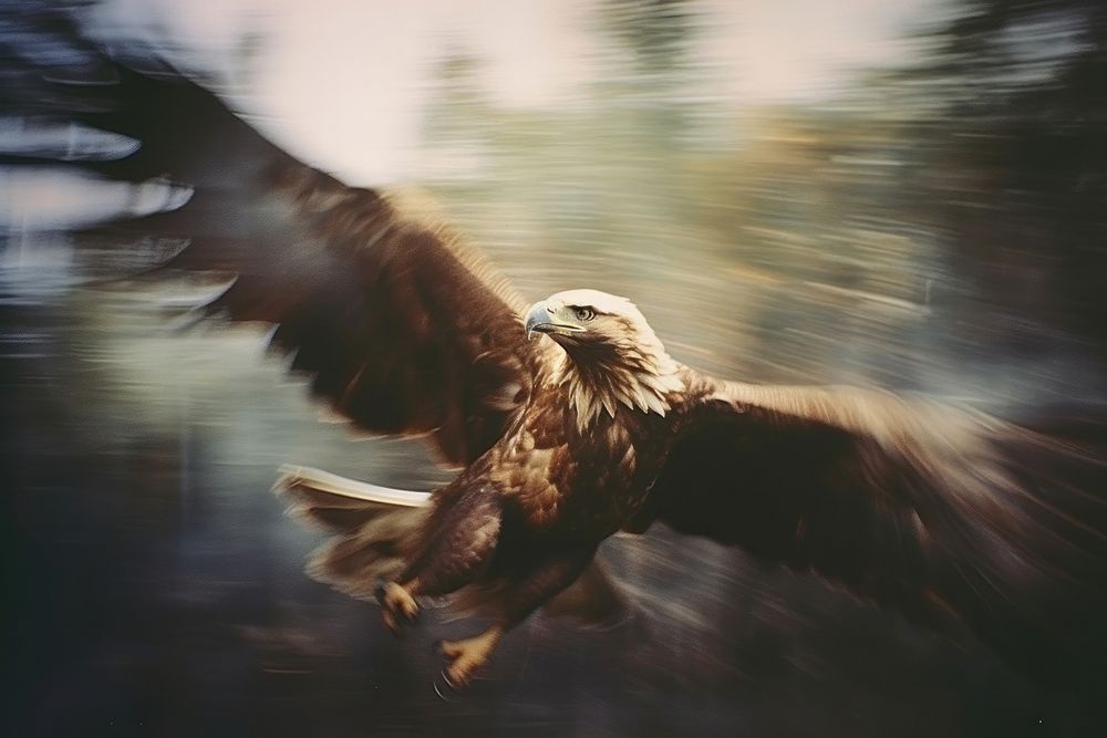 Eagle animal flying beak.
