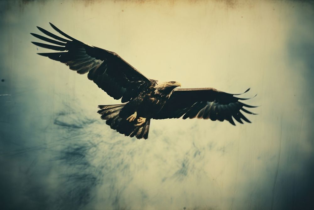 Eagle vulture animal flying.