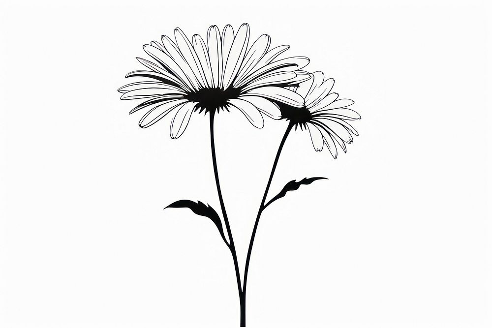 Daisy daisy art illustrated.