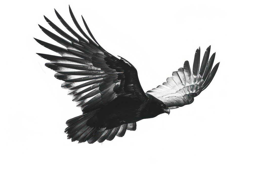 Hand drawn wing vulture animal flying.