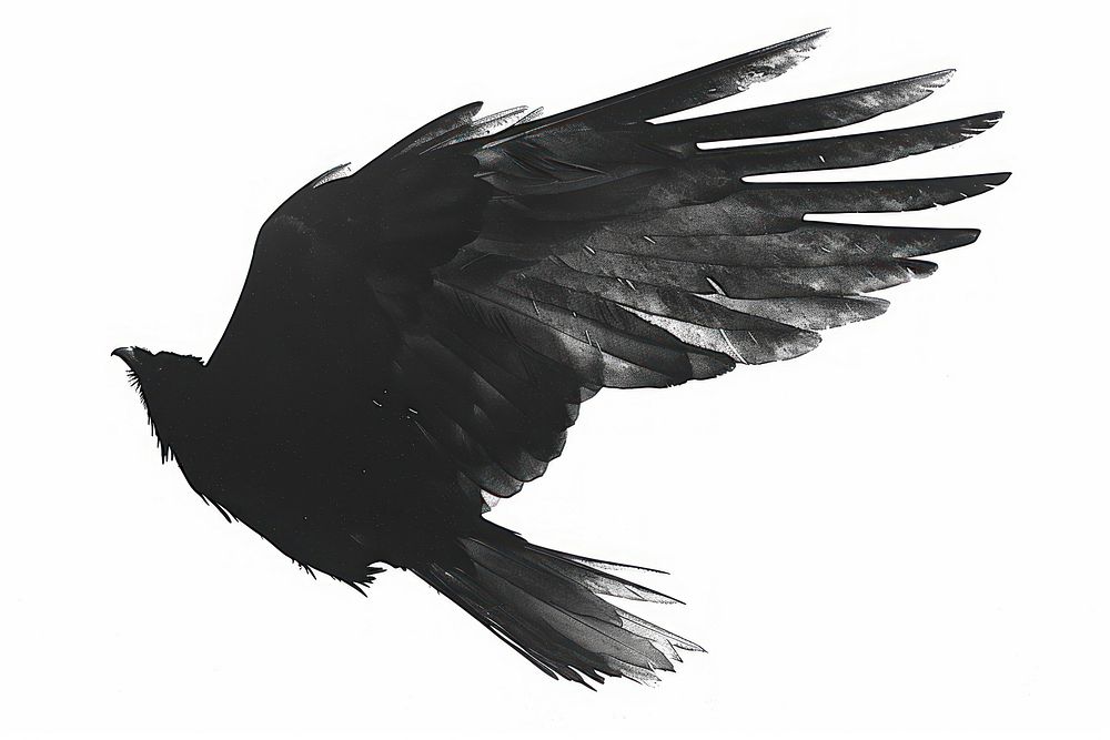 Hand drawn wing blackbird agelaius weaponry.