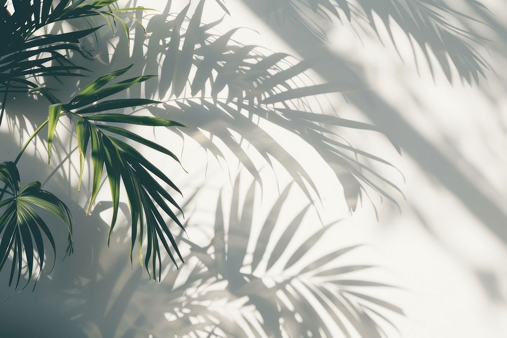 Palm leaves sunlight vegetation rainforest.