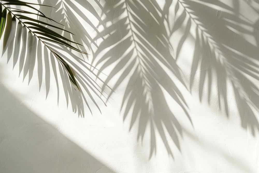 Palm leaves white vegetation arecaceae.