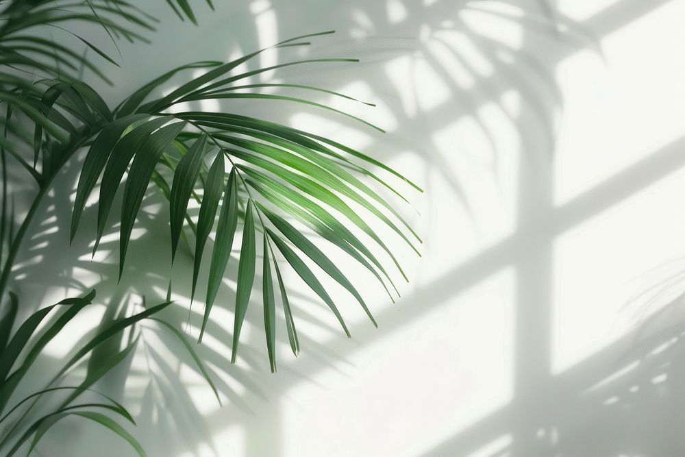 Palm leaves vegetation rainforest arecaceae.