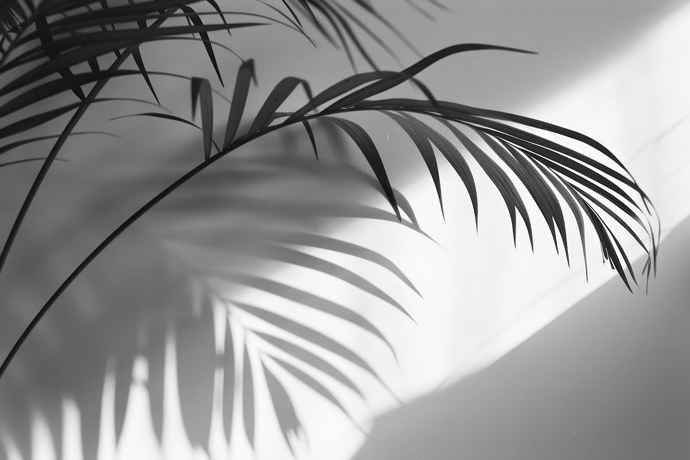 Palm leaves vegetation arecaceae outdoors.
