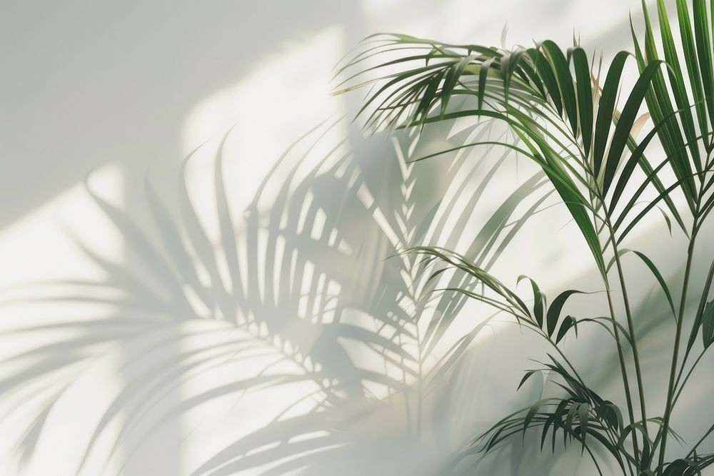 Palm leaves vegetation arecaceae outdoors.