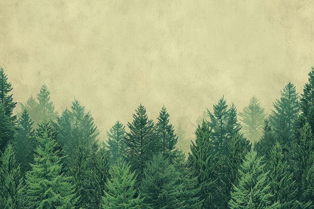 Texture pine forest vegetation outdoors.