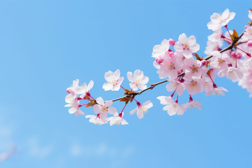 Cherry blossom sakura spring sky outdoors.