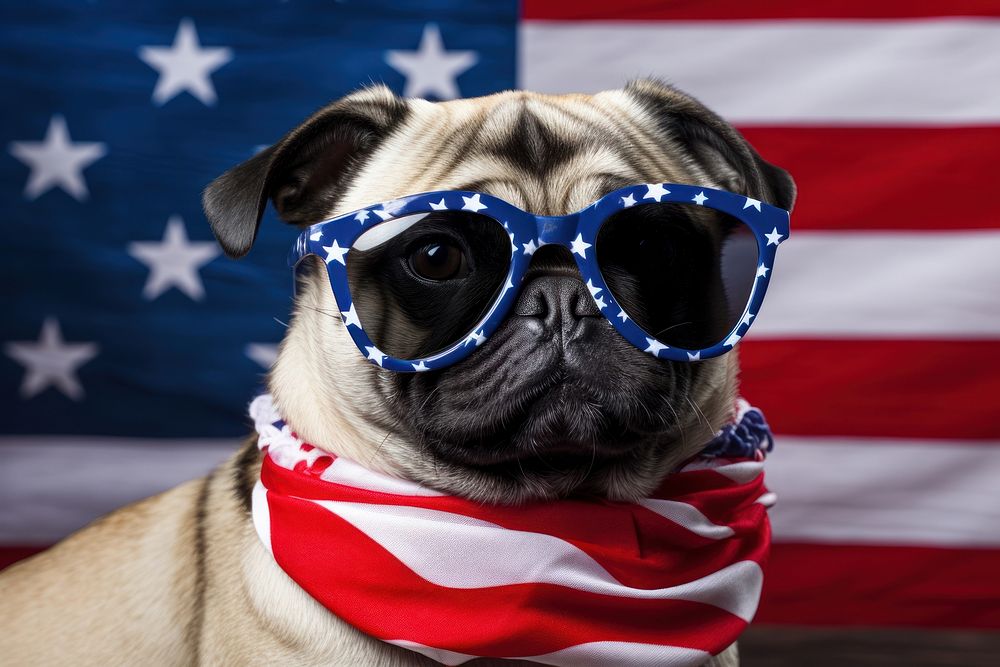 A dog wearing sunglasses and striped scarf American flag american flag accessories accessory.