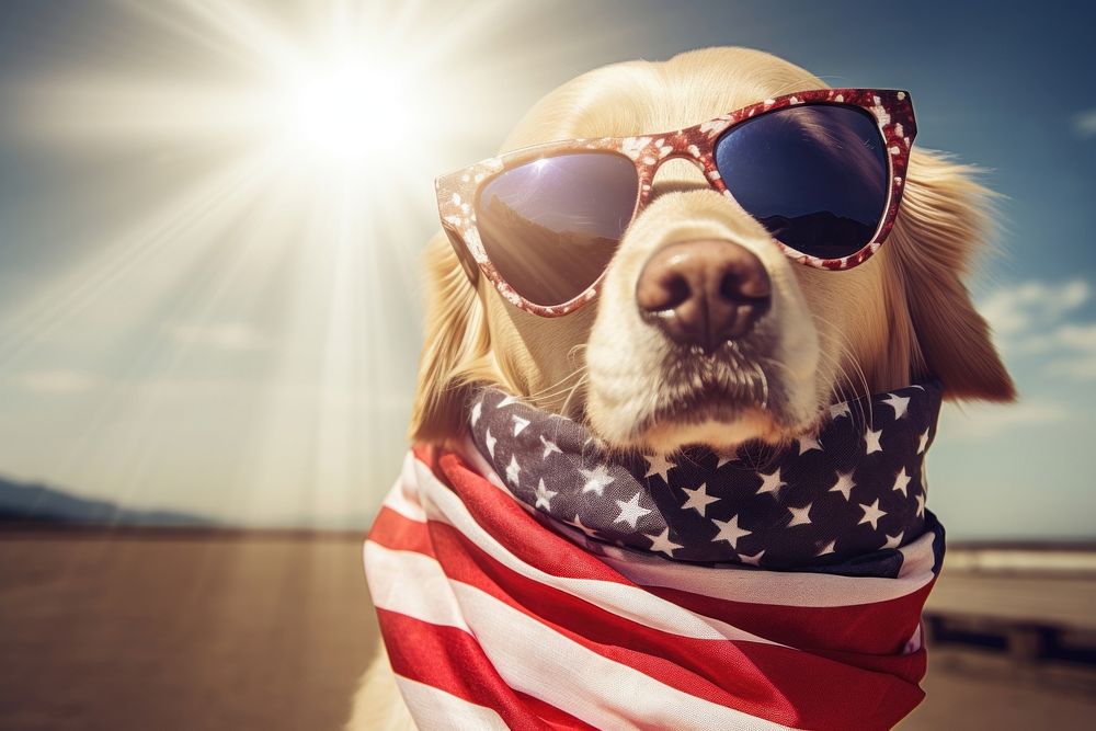 A golden retriever dog wearing sunglasses and striped scarf American flag photo american flag accessories.