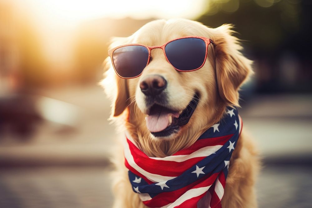 A golden retriever dog wearing sunglasses and striped scarf American flag accessories accessory animal.