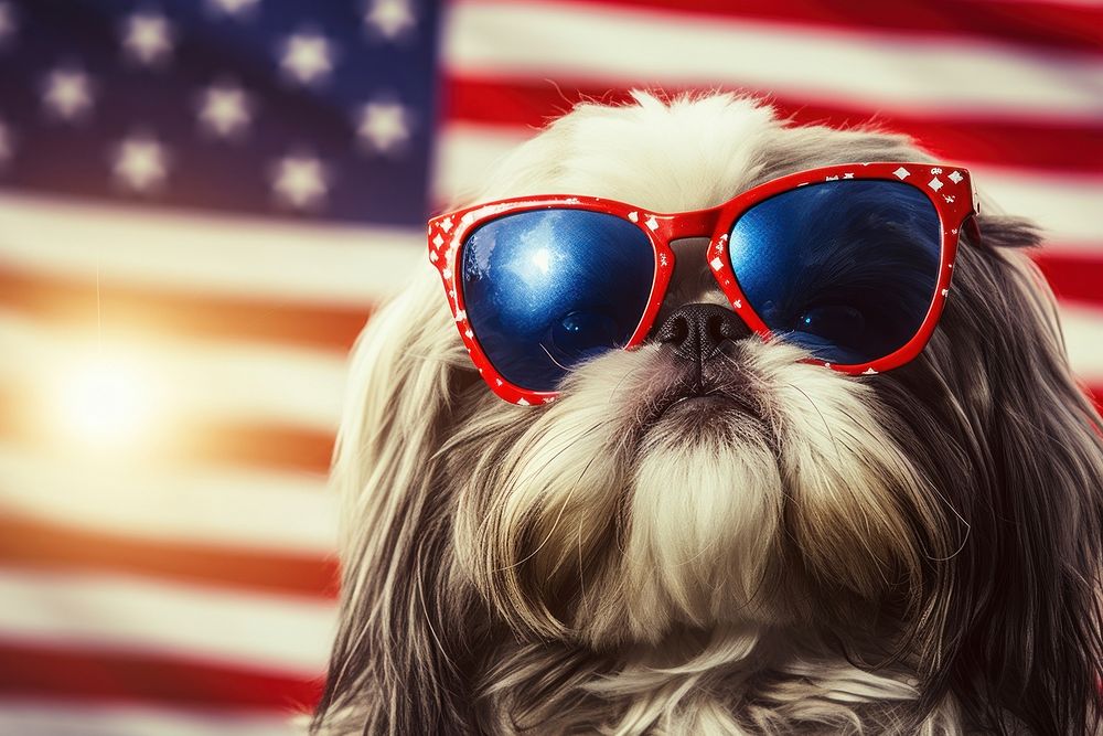 A Shih tzu dog wearing sunglasses and striped scarf American flag american flag accessories accessory.