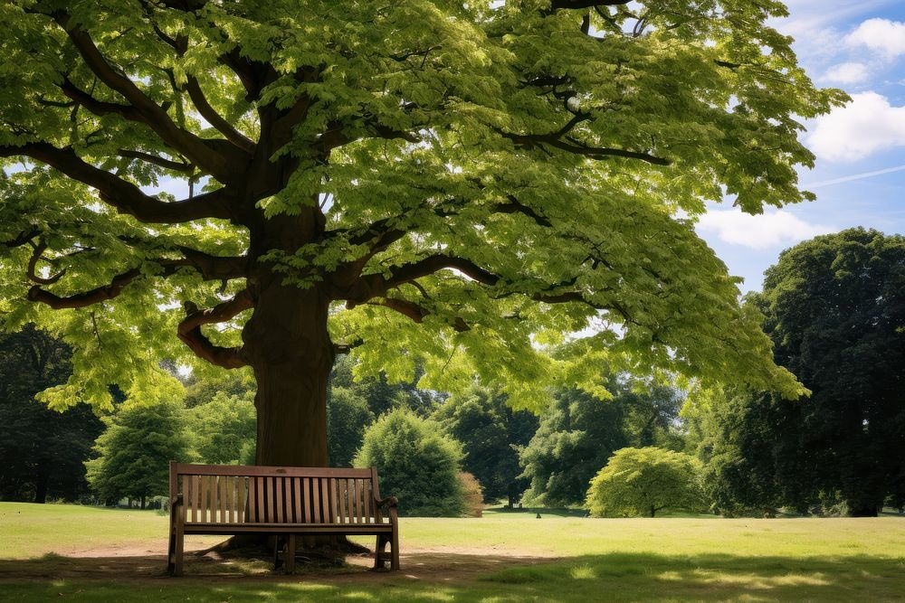 Bench under the tree bench vegetation furniture.