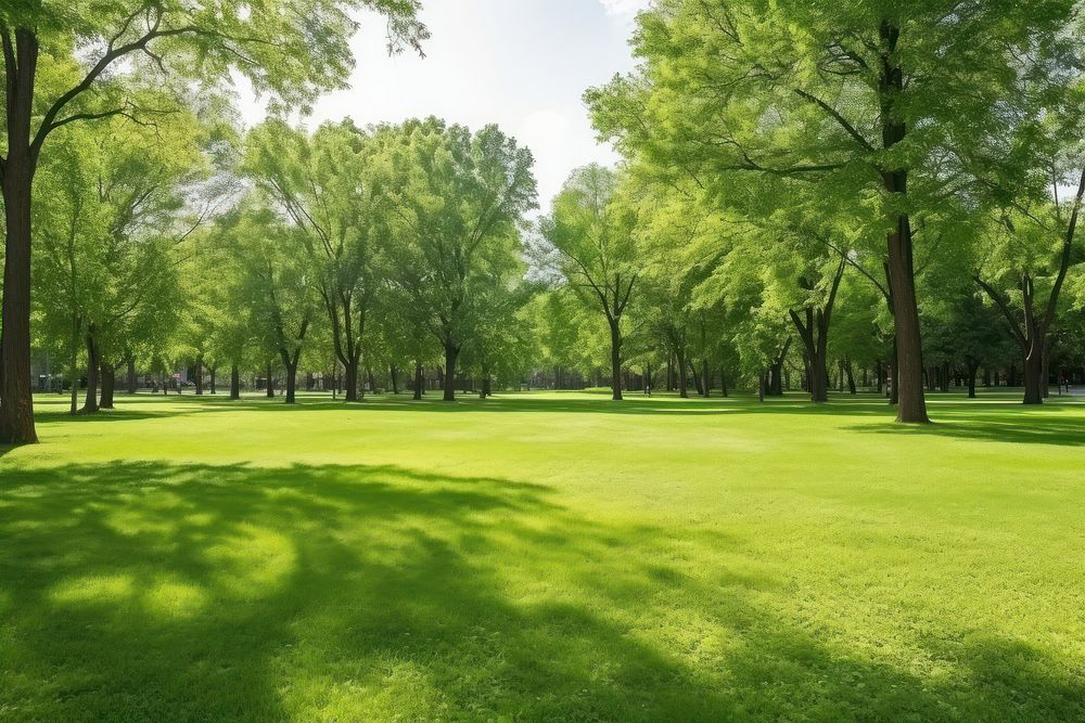 Green lawn in city park under sunny light vegetation outdoors woodland.