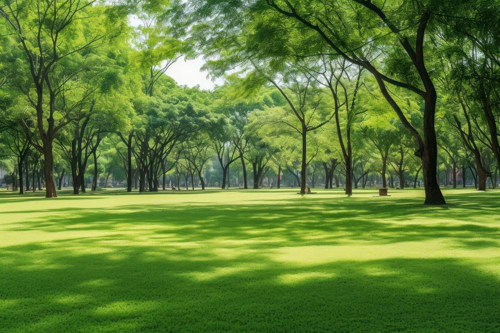 Green lawn in city park under sunny light vegetation landscape outdoors.