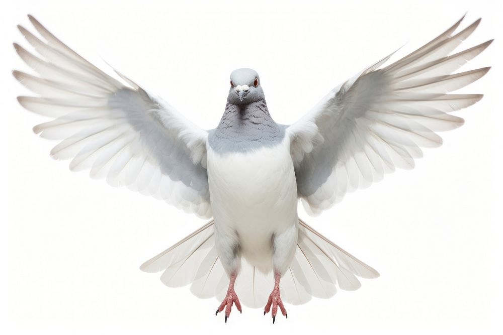 Happy smiling dancing pigeon animal | Free Photo Illustration - rawpixel