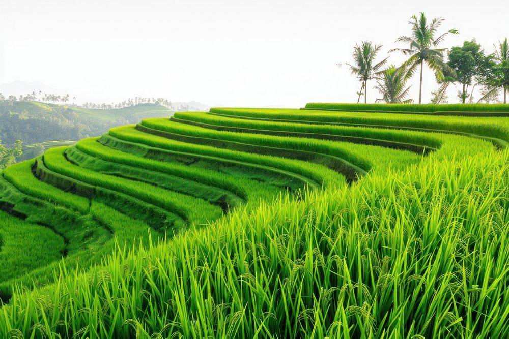 Landscape with rice terrace in Indonesia countryside vegetation outdoors.