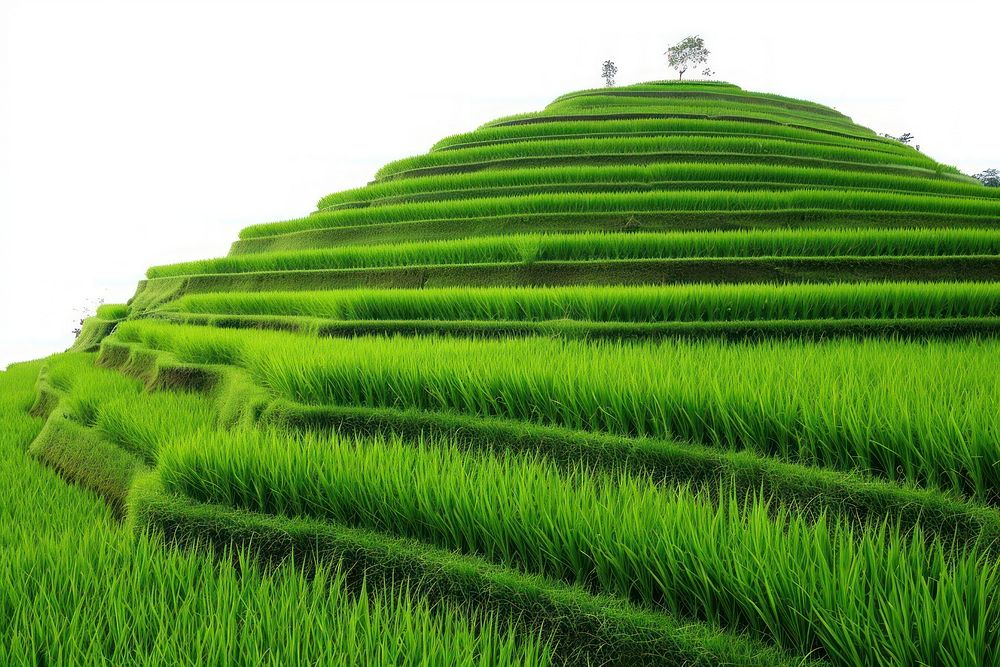 Landscape with rice terrace in Indonesia countryside vegetation grassland.
