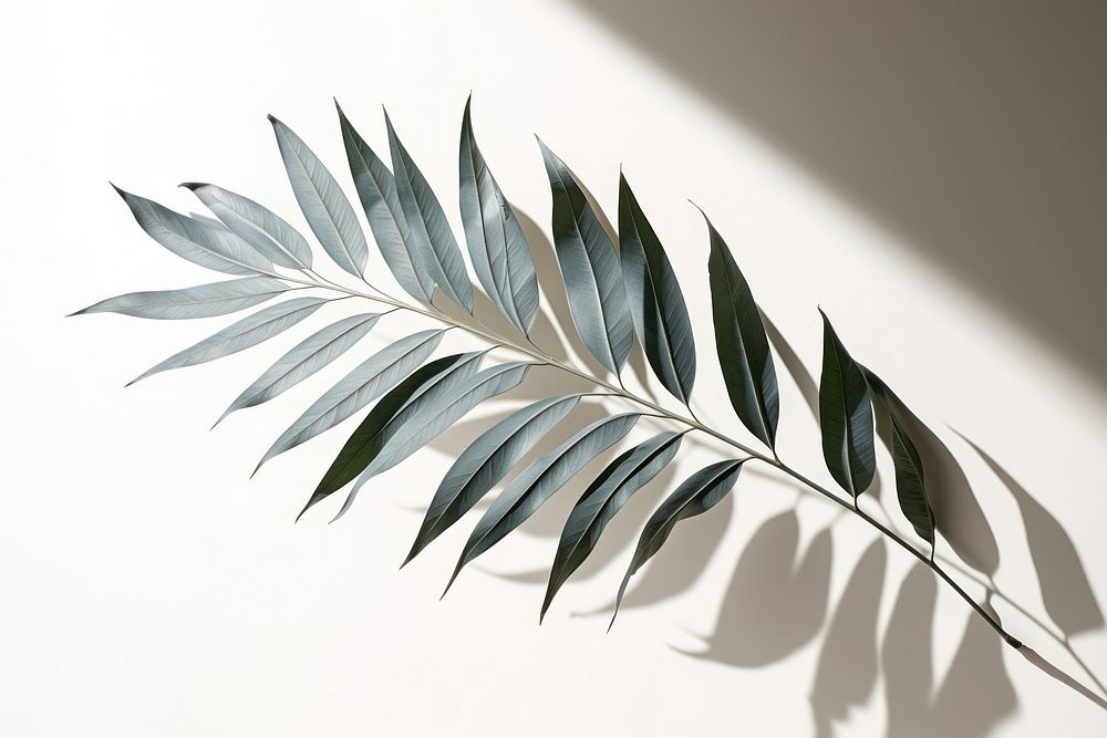Shadow from leaf of a tropical tree plant art.