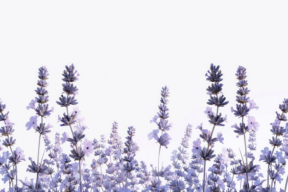Rendering of Lavender Flower lavender flower agapanthus.