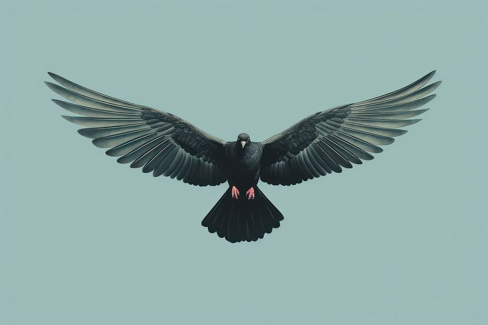 Pigeon flying blackbird agelaius.