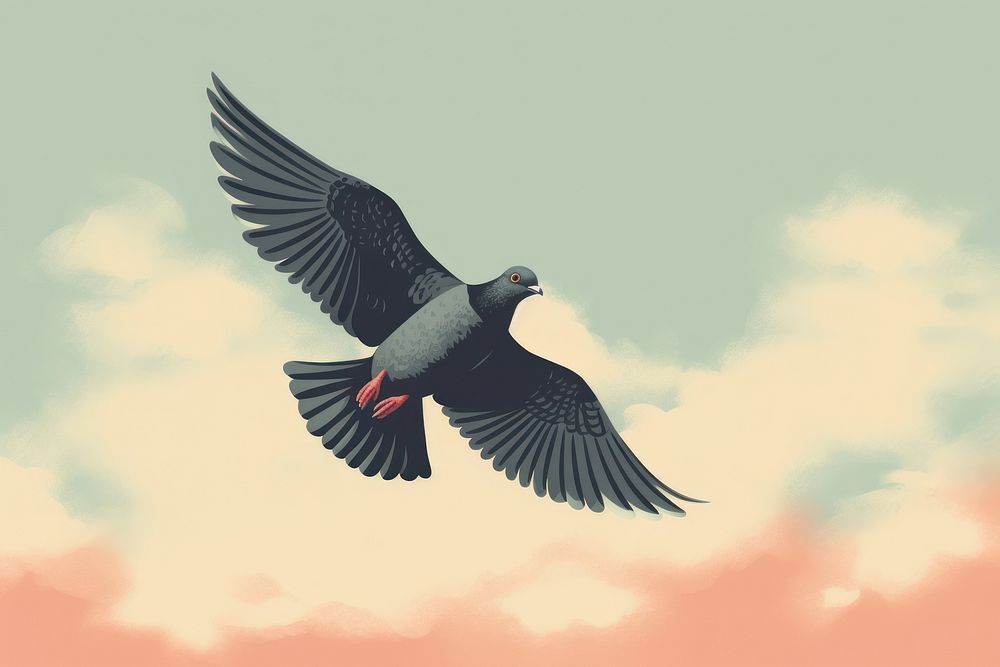 Pigeon flying animal bird.