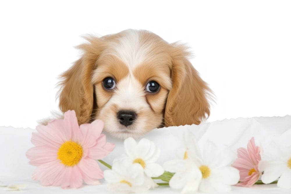 Cute puppy flowers on ripped paper mammal animal plant.