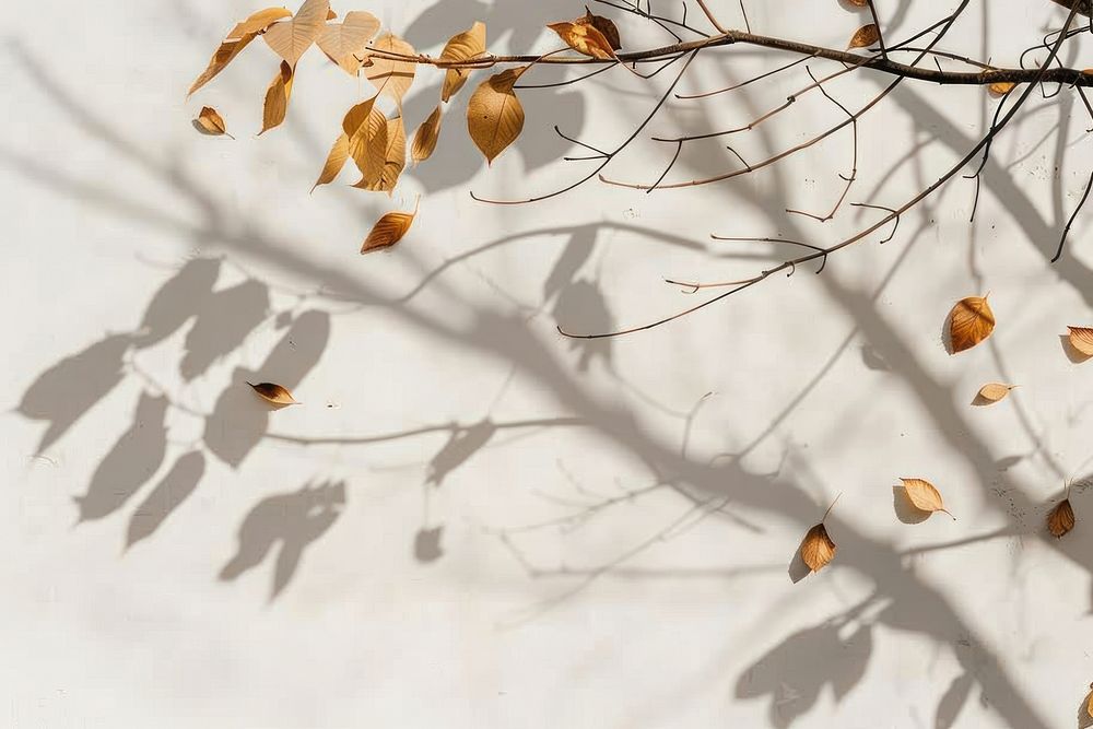 Shadow of branch blossom animal autumn.