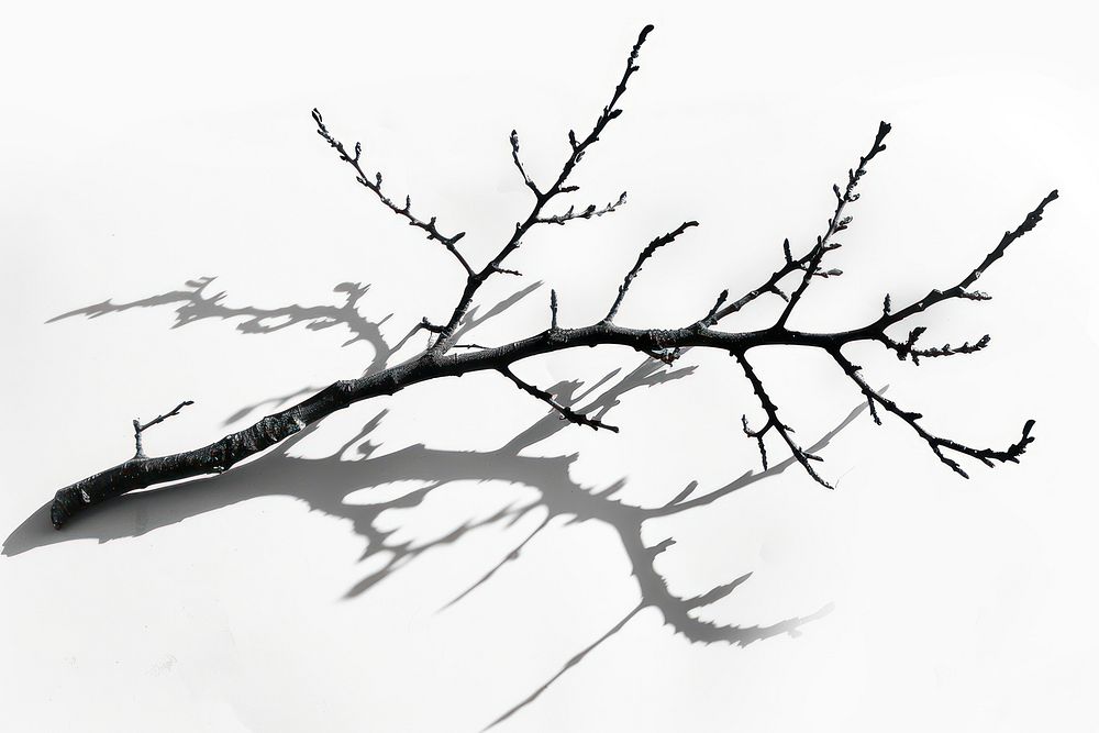 Shadow of branch illustrated outdoors drawing.