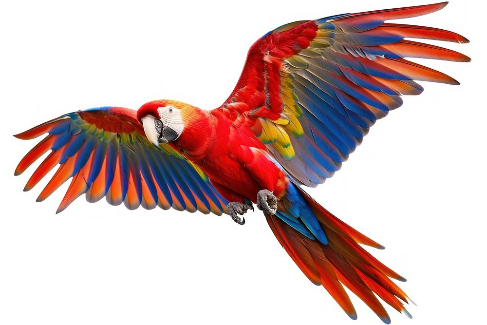 Flying parrot animal macaw bird.