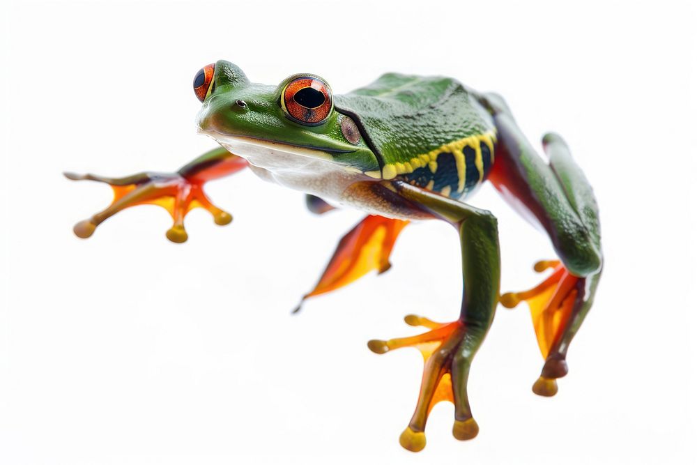 Frog jumping amphibian wildlife animal.