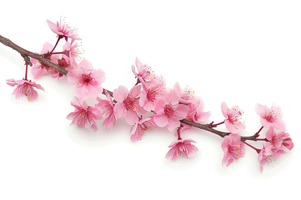 Sakura flowers with branch blossom plant white background.