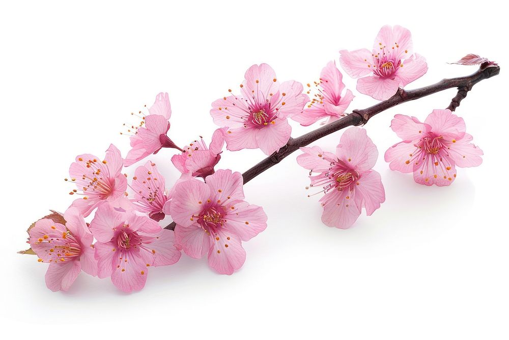Sakura flowers with branch blossom plant inflorescence.