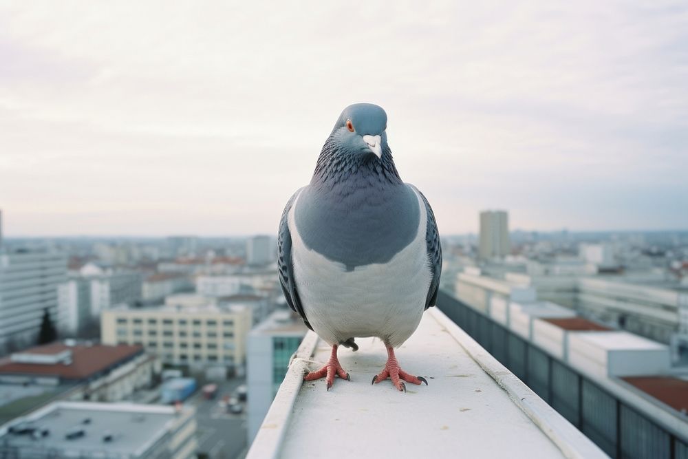 Pigeon animal bird city.