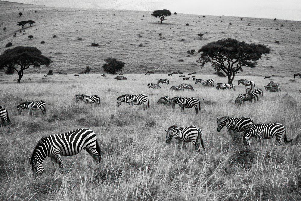 Zebras grazing in the Serengeti grassland livestock outdoors.