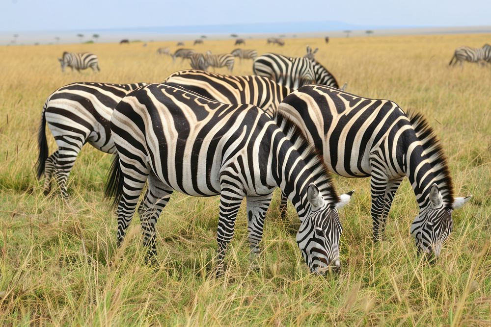 Zebras grazing in the Serengeti grassland wildlife outdoors.