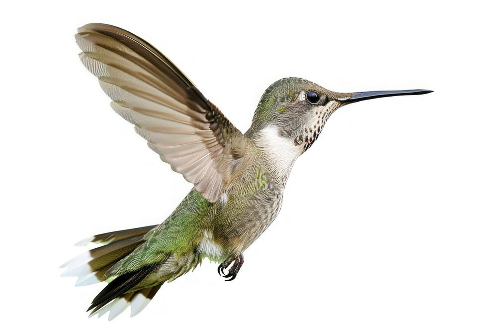 Flying hummingbird animal.