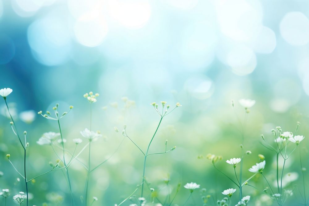 Bokeh Green and blue nature background green backgrounds sunlight.