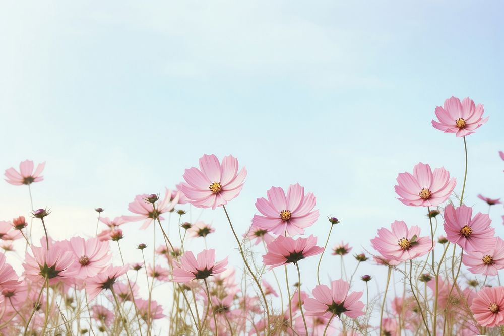 Cosmos flowers border background sky backgrounds outdoors.