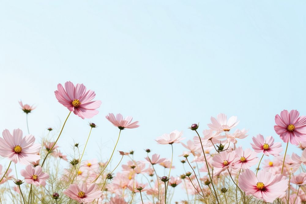 Cosmos flowers border background sky backgrounds outdoors.