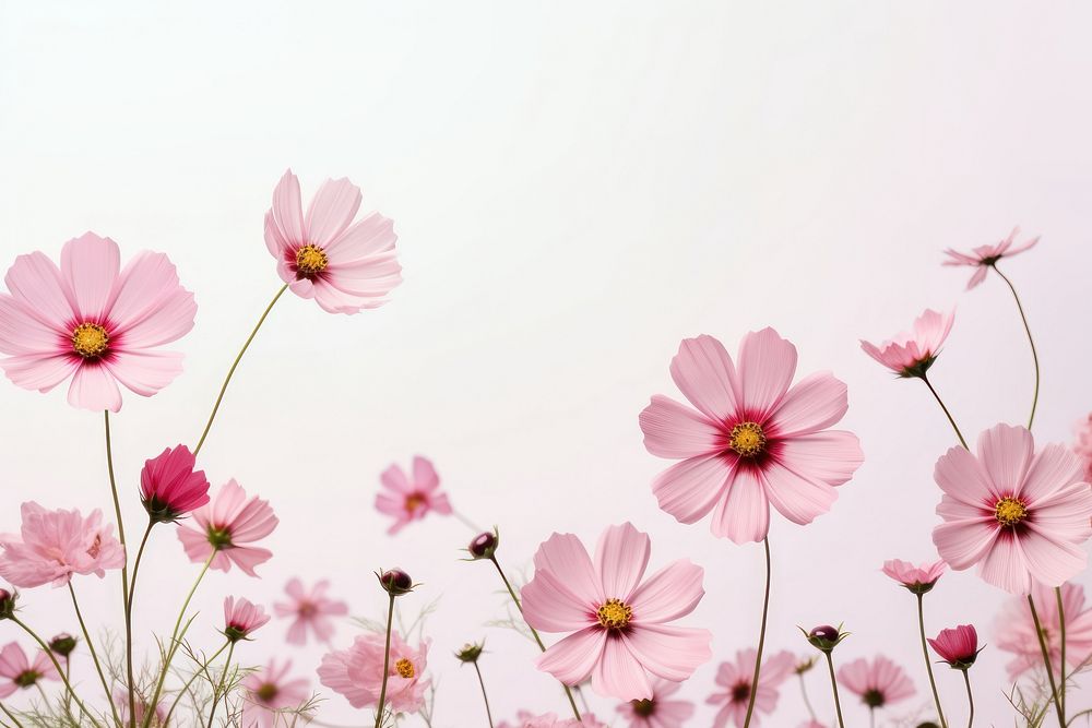 Cosmos flowers border background backgrounds outdoors blossom.