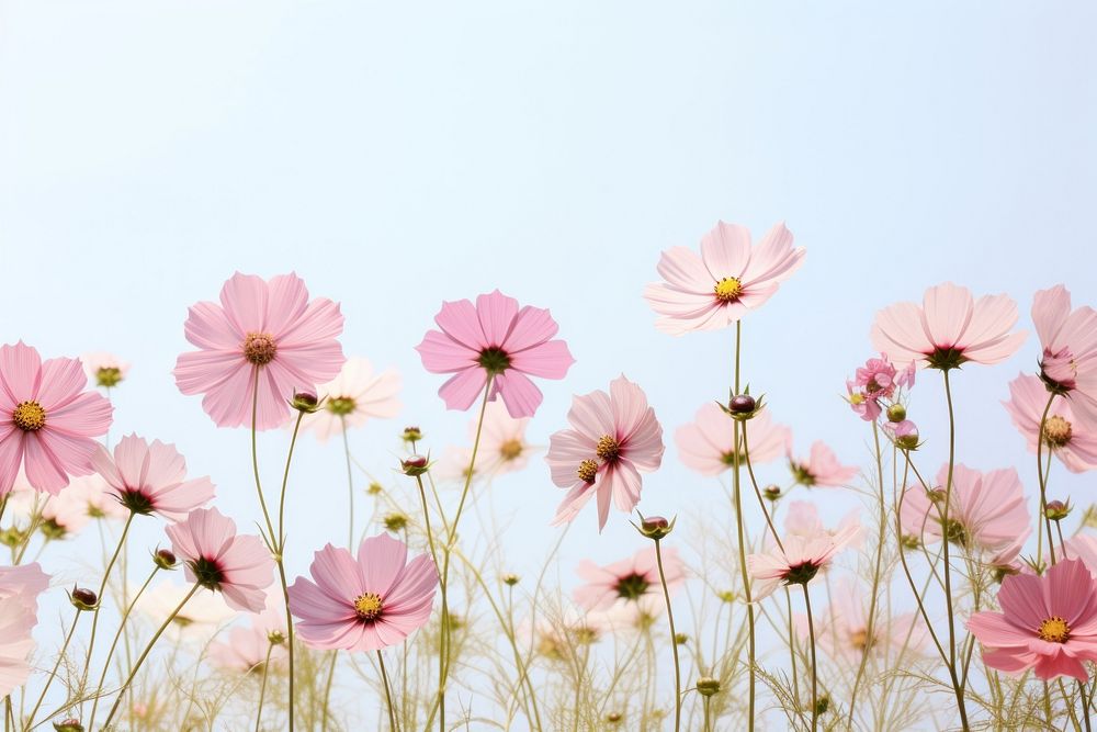 Cosmos flowers border background outdoors blossom nature.