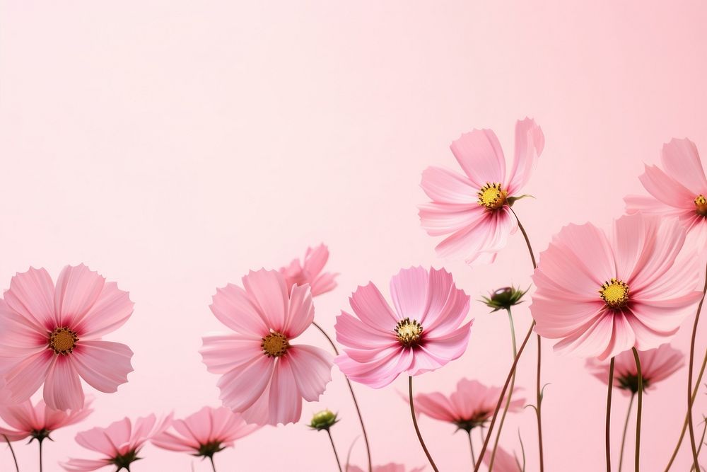 Cosmos pink flower border background backgrounds outdoors blossom.