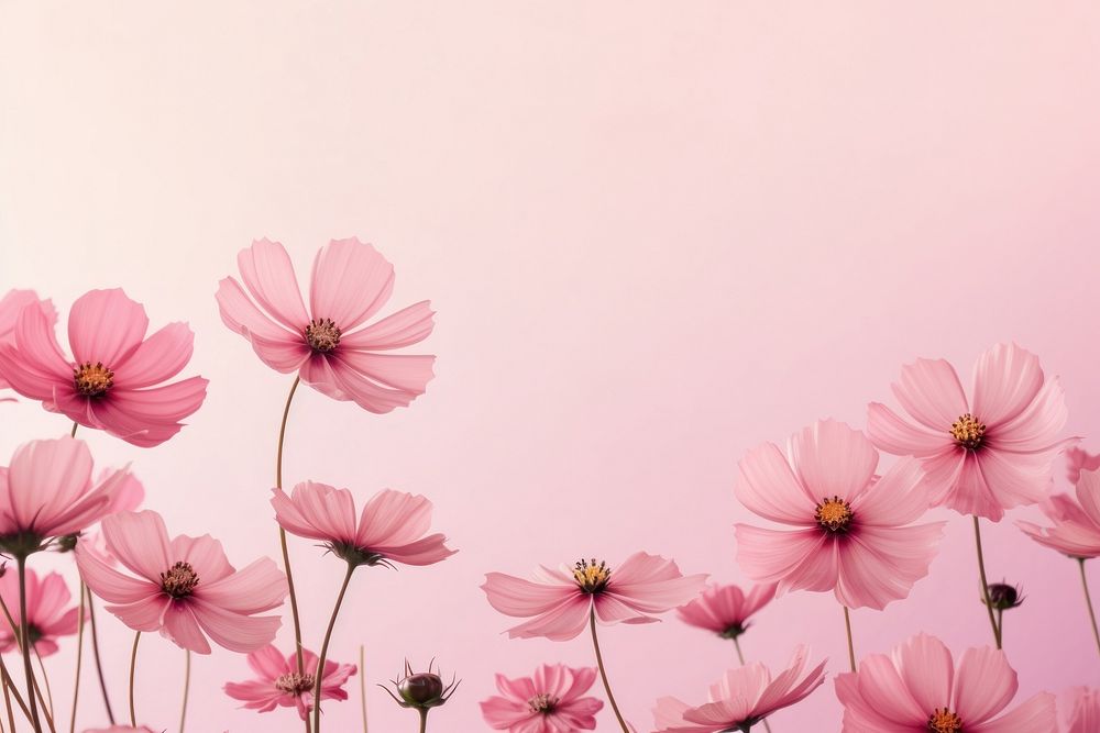 Cosmos pink flowers border background backgrounds outdoors blossom.