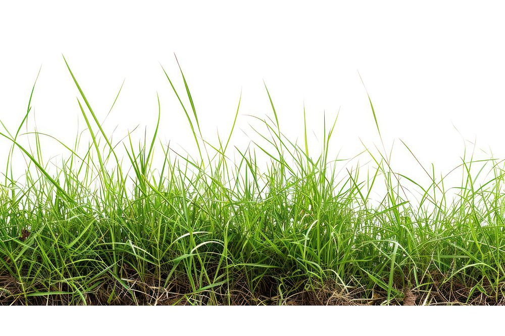 Carpet grass vegetation outdoors plant.