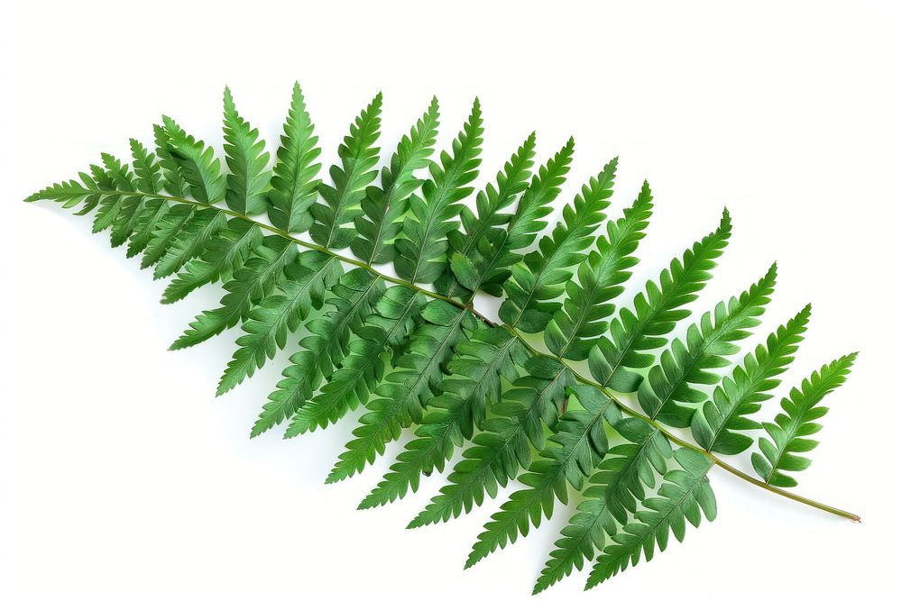 Fern leaf plant.