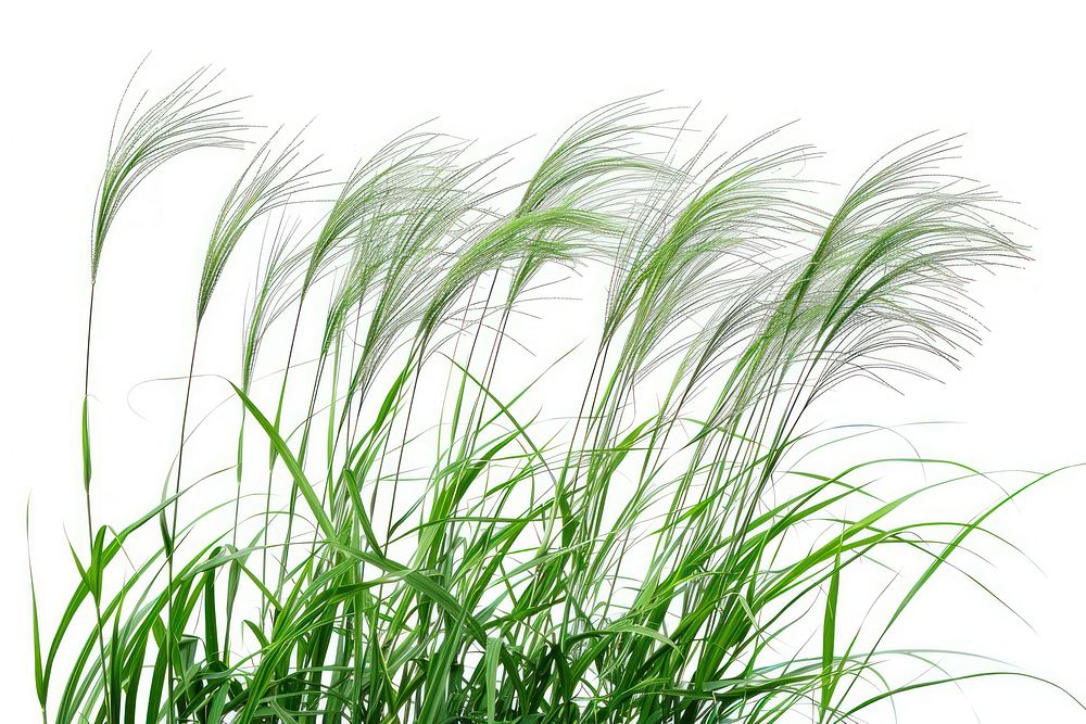 Japanese lawngrass vegetation plant reed.