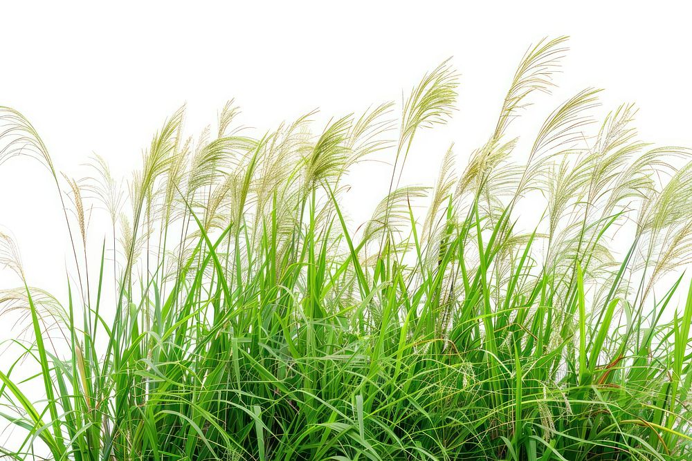 Manila Grass grass vegetation plant.