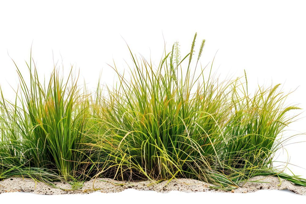 Manila Grass grass vegetation plant.